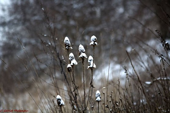 Nachtfr&ouml;ste m&ouml;glich (Foto: Gernot Thelemann)