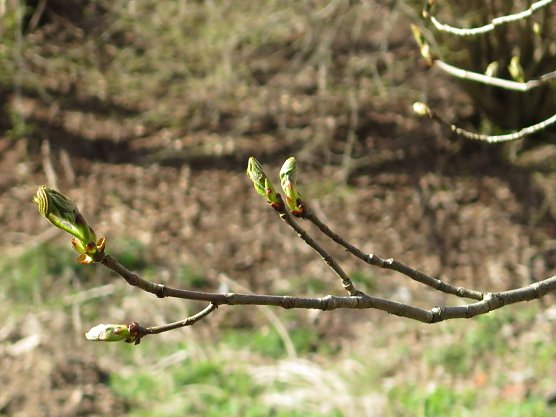 Wetter-Bild (Foto: nnz)