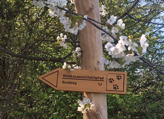 Gut ausgeschildert - der neue Wildkatzenschleichpfad (Foto: Foto: Nationalparkverwaltung) Gut ausgeschildert - der neue Wildkatzenschleichpfad (Foto: Foto: Nationalparkverwaltung)