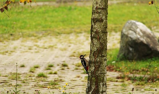 Wetter-Bild (Buntspecht) (Foto: Gernot Thelemann)