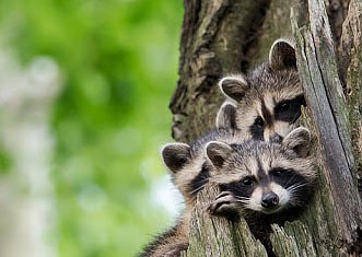 Sch&auml;tzungen zu Folge streifen bis zu 800.000 Waschb&auml;ren durch Deutschlands N&auml;chte (Foto: www.andersfotografiert.com   )