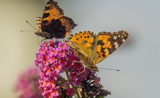 Wetter-Bild (Foto: Gernot Thelemann)