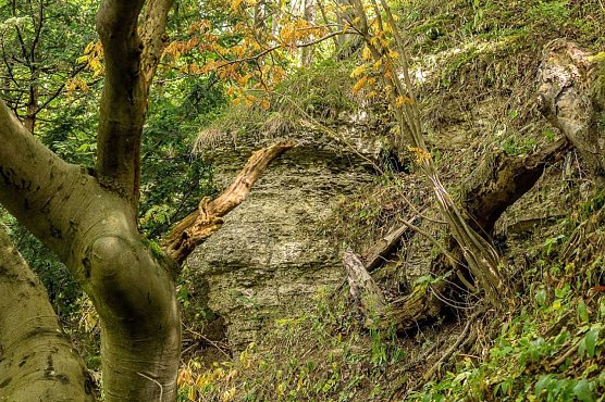 Felswand an der Hasenburg (Foto: Gernot Thelemann)