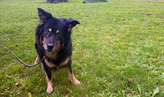 Asta (Foto: B. Hellrung)