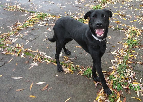 Strolch (Foto: B. Hellrung)