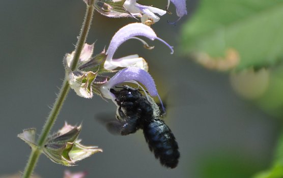 Blaue Holzbiene (Foto: Klaus Schmidt)