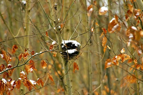 So sah es zu Weihnachten einmal aus... (Foto: Gernot Thelemann)