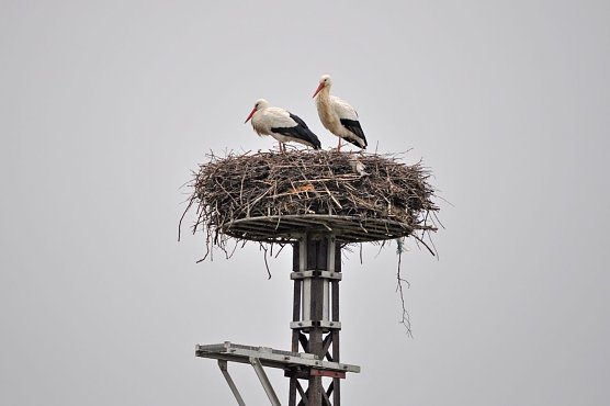 Wei&szlig;storchenpaar in Merkers (Foto: Schmidt)