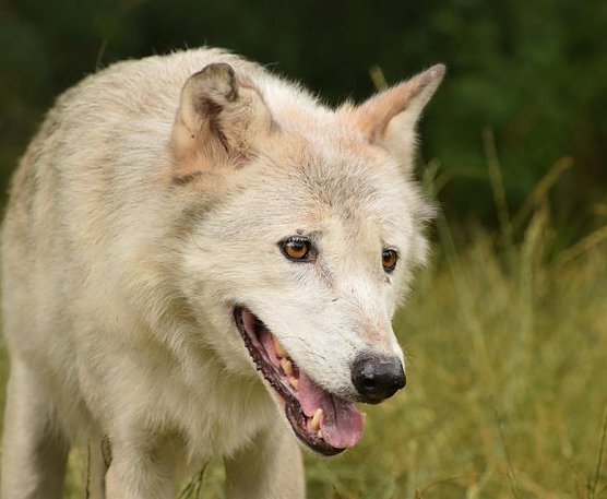 Wolf (Foto: ABW)