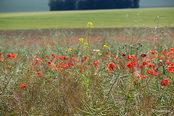 Wetter-Bild (Foto: Gernot Thelemann)