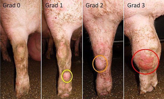 Hilfsschleimbeutel (Foto: Gareis LMU M&uuml;nchen)