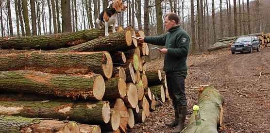 Begehrtes Holz (Foto: Andreas Knoll) Begehrtes Holz (Foto: Andreas Knoll)