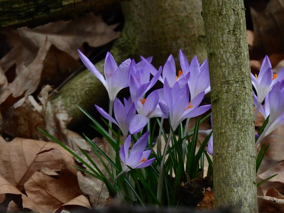 Der Fr&uuml;hling kommt - trotz Frost (Foto: Peter Blei)