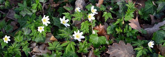 Fr&uuml;hlingsbl&uuml;her (Foto: Marisa04)