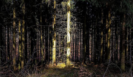 Ein wenig Sonne (Foto: Gernot Thelemann)