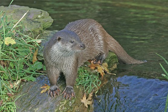 Fischotter gehören nicht ins Jagdgesetz (Foto: NABU M. Wolta) Fischotter gehören nicht ins Jagdgesetz (Foto: NABU M. Wolta)
