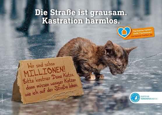Hoffnung für Straßenkatzen (Foto: Deutscher Tierschutzbund e.V.) Hoffnung für Straßenkatzen (Foto: Deutscher Tierschutzbund e.V.)