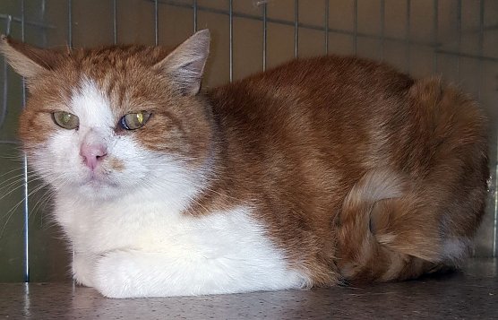 Bob sucht ein neues Zuhause (Foto: Tierheim Nordhausen)