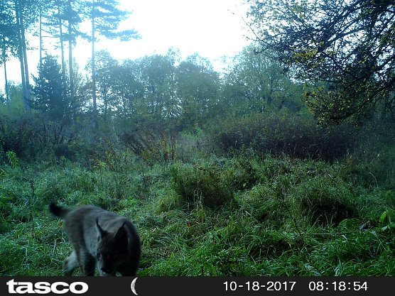 In der vergangenen Woche ist im M&uuml;hlh&auml;user Stadtwald mit einer automatischen Wildkamera ein Luchs aufgenommen worden. (Foto: Pressestelle Stadt M&uuml;hlhausen)