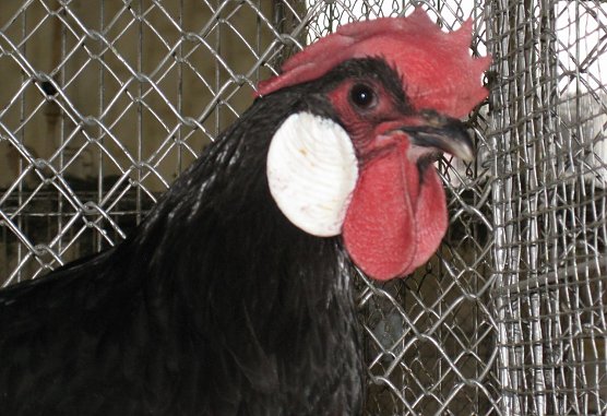 Minorka, schwarz (Foto: privat)