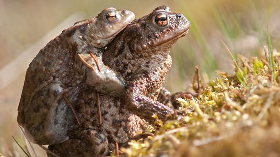 Erdkr&ouml;te bei der Paarung (Foto: Leo/fokus-natur.de)