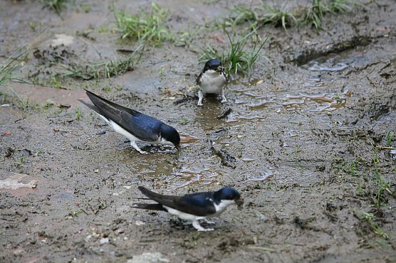 Mehlschwalben in Schlammpf&uuml;tze (Foto: E. Biedermann)