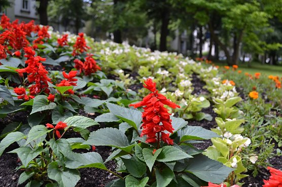 Sommerbepflanzung in M&uuml;hlhausen (Foto: Pressestelle Stadtverwaltung M&uuml;hlhausen)