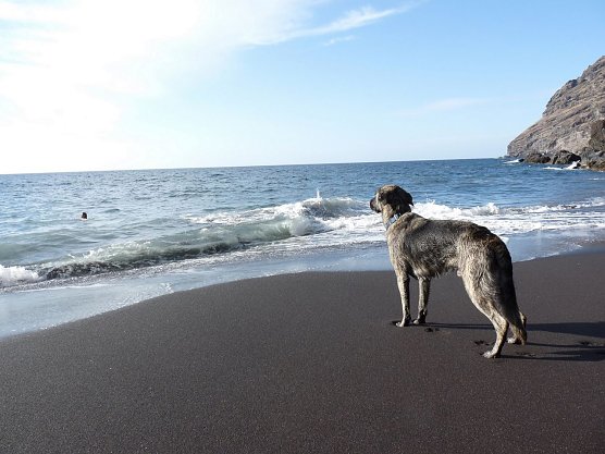 Hund am Strand (Foto: Deutscher Tierschutzbund e.V.)