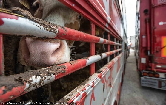 Tiere leiden bei enormer Hitze (Foto: Tierschutzbund Deutschland)