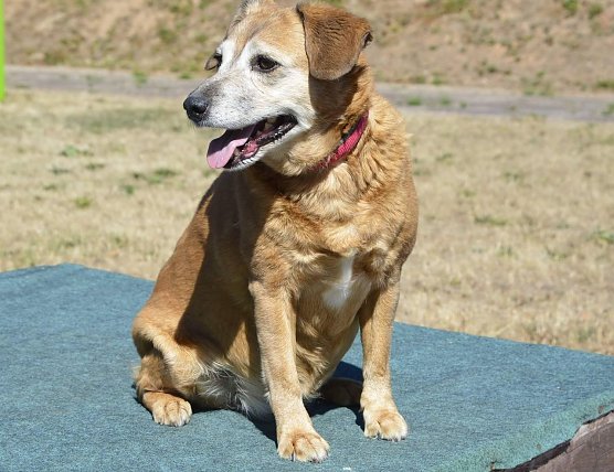 Susi, die Mollige (Foto: Tierheim Nordhausen)