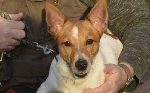 Basi (Foto: Tierheim Nordhausen)