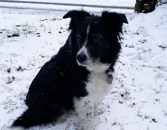"Cira von Sophienhof" im ersten Schnee (Foto: Wolfgang J&ouml;rgens)