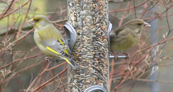 NABU Tipps zur Winterf&uuml;tterung (Foto: NABU/Ingo Ludwichowski)