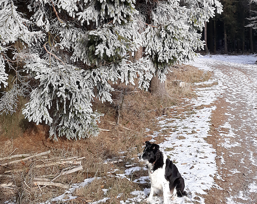 Klare Luft, Raureif bei Minus 11 Grad (Foto: Wolfgang Jörgens) Klare Luft, Raureif bei Minus 11 Grad (Foto: Wolfgang Jörgens)