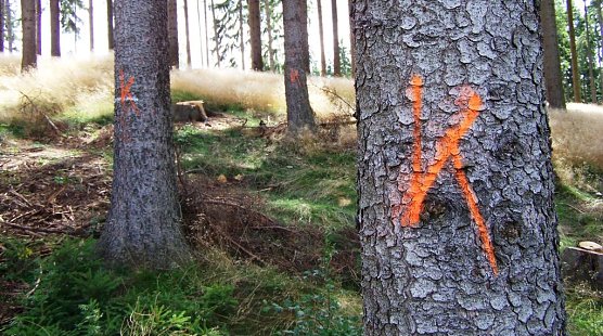 Befallene B&auml;ume (Foto: Th&uuml;ringen Forst)