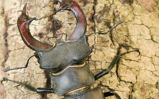 M&auml;nnlicher Hirschk&auml;fer (Foto: Klaus Kiuntke)