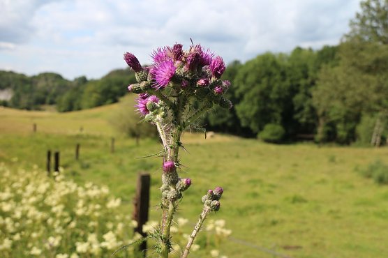 Wetterbild (Foto: Angelo Glashagel) Wetterbild (Foto: Angelo Glashagel)