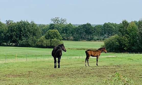 wetter (Foto: oas) wetter (Foto: oas)