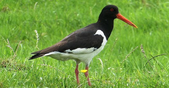 Wiesenv&ouml;gel (Foto: Elsemargriet)