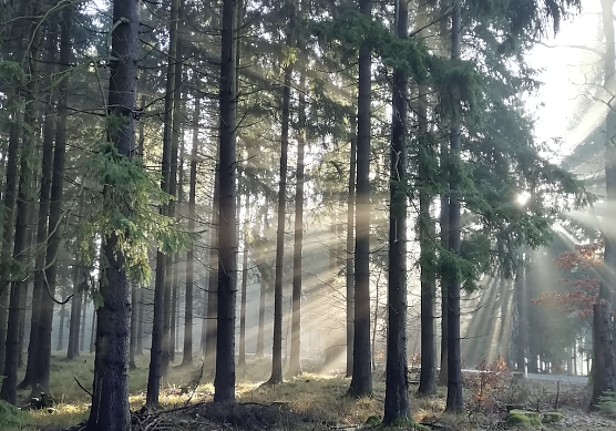 Sonne im S&uuml;dharz (Foto: W. J&ouml;rgens)
