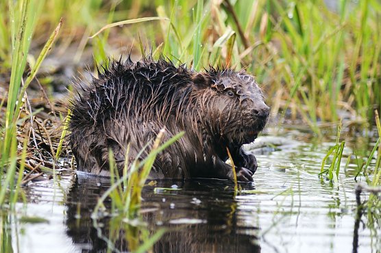 NABU Th&uuml;ringen bildet weitere Biberberater aus (Foto: NABU Th&uuml;ringen, P. W&auml;chterh&auml;user, Naturlichter.de)