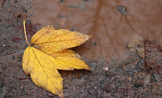 Herbstwetter (Foto: AGH) Herbstwetter (Foto: AGH)