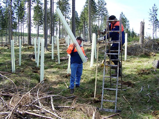 Trotz schwieriger Umst&auml;nde haben Th&uuml;ringens F&ouml;rster die Wiederbewaldung und den Waldumbau kr&auml;ftig vorangetrieben (Foto: Th&uuml;ringenForst, Dr. Horst Spro&szlig;mann)