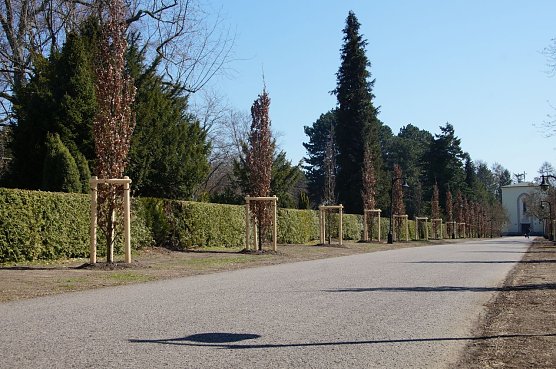 Säuleneichen am neuen Friedhof (Foto: Stadtverwaltung Mühlhausen) Säuleneichen am neuen Friedhof (Foto: Stadtverwaltung Mühlhausen)