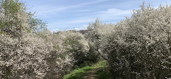 wetter (Foto: oas) wetter (Foto: oas)