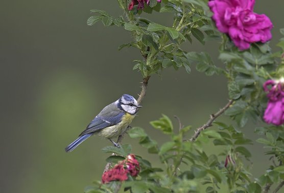 Blaumeise (Foto: NABU/Frank Hecker)