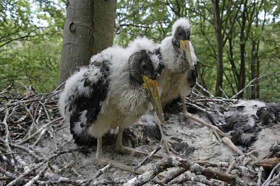 Junge Schwarzst&ouml;rche nach der Rettung (Foto: Landesforsten Niedersachsen)