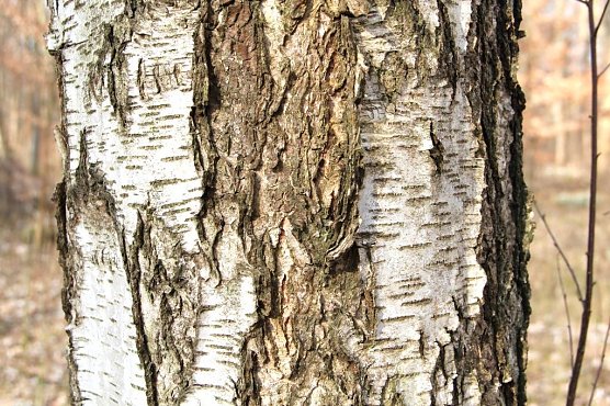 Mit ihrer silbrig-wei&szlig;en Rinde sch&uuml;tzt sich die Birke wirkungsvoll vor Sonnenbrand (Foto: Th&uuml;ringenForst, Dr. Horst Spro&szlig;mann)