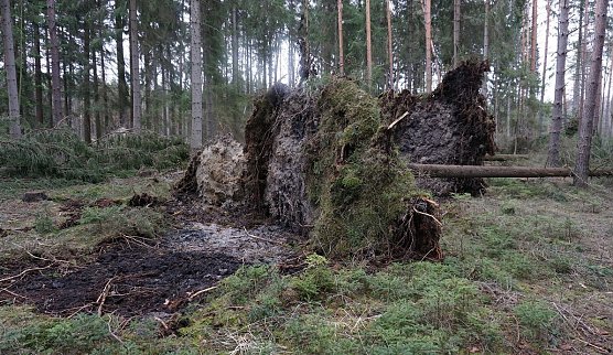Im Wald lauern im Herbst viele Gefahren (Foto: Th&uuml;ringenForst)
