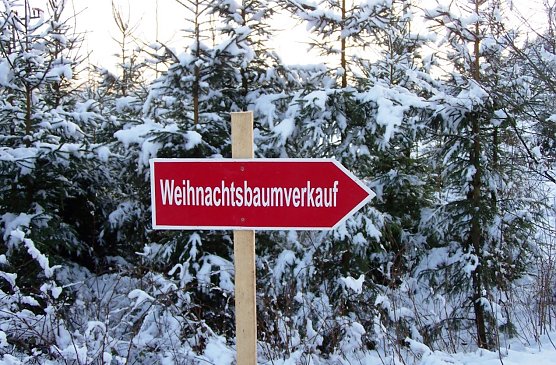 Weihnachtsbäume zum Selberschlagen (Foto: ThüringerForst) Weihnachtsbäume zum Selberschlagen (Foto: ThüringerForst)